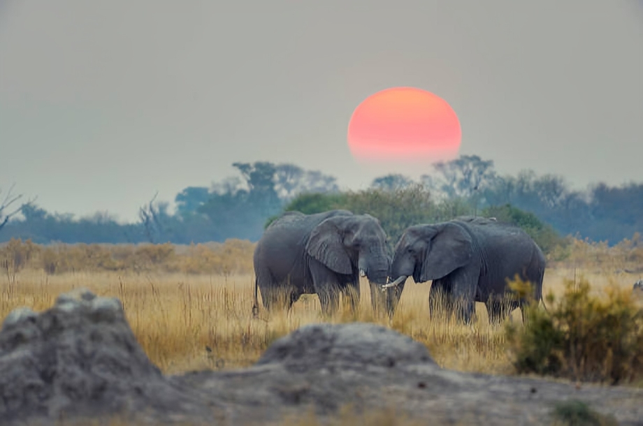 Safari